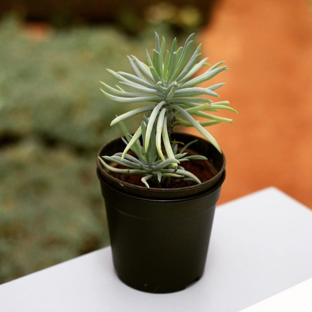 Senecio Cylindricus