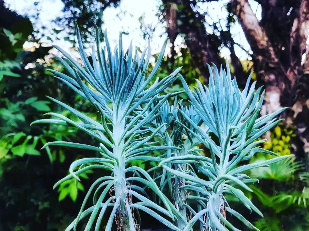 Senecio Cylindricus