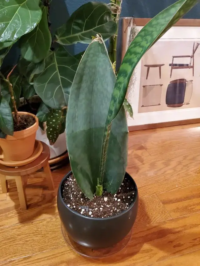 Sansevieria Masoniana Sansevieria Masoniana