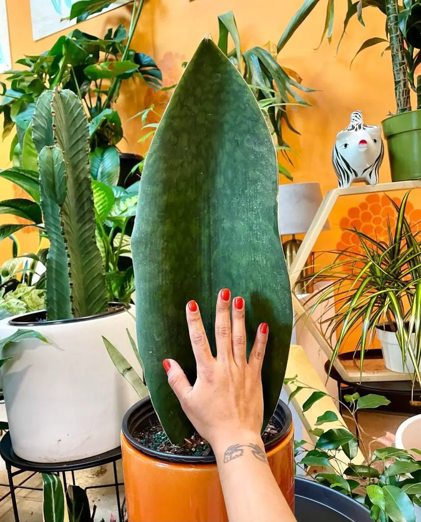 Sansevieria Masoniana Sansevieria Masoniana