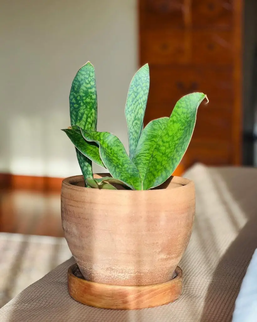 Sansevieria Masoniana Sansevieria Masoniana