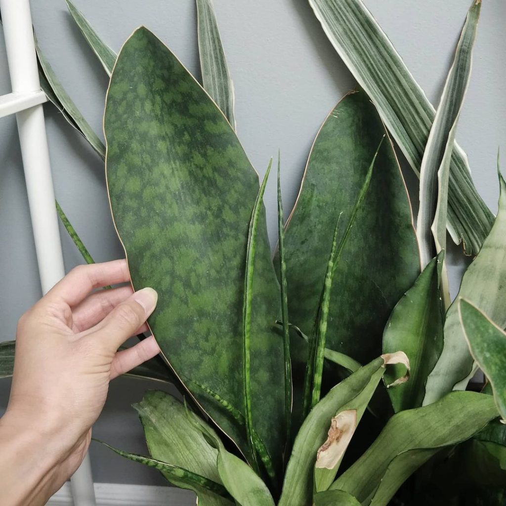 Sansevieria Masoniana Sansevieria Masoniana