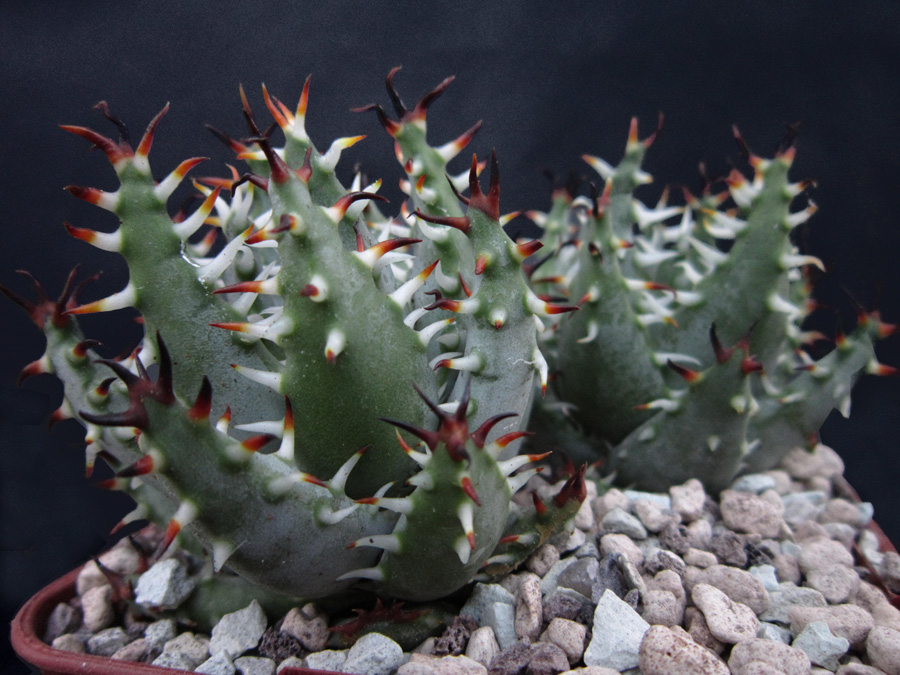 Aloe Erinacea – La Suculenta “Goree”: Una belleza única y resistente
