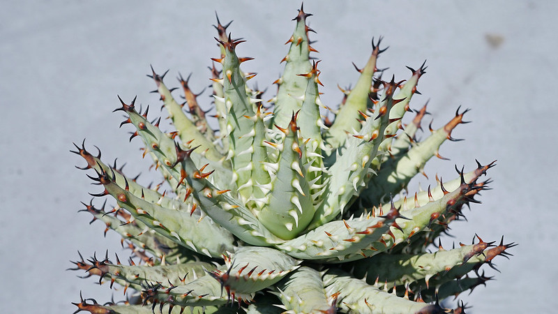 Aloe Erinacea – La Suculenta “Goree”: Una belleza única y resistente