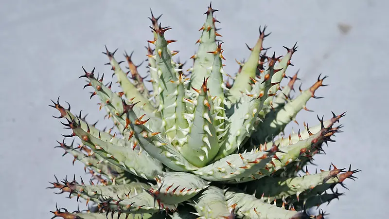 Aloe Erinacea – La Suculenta “Goree”: Una belleza única y resistente Aloe Erinacea – La Suculenta “Goree”: Una belleza única y resistente