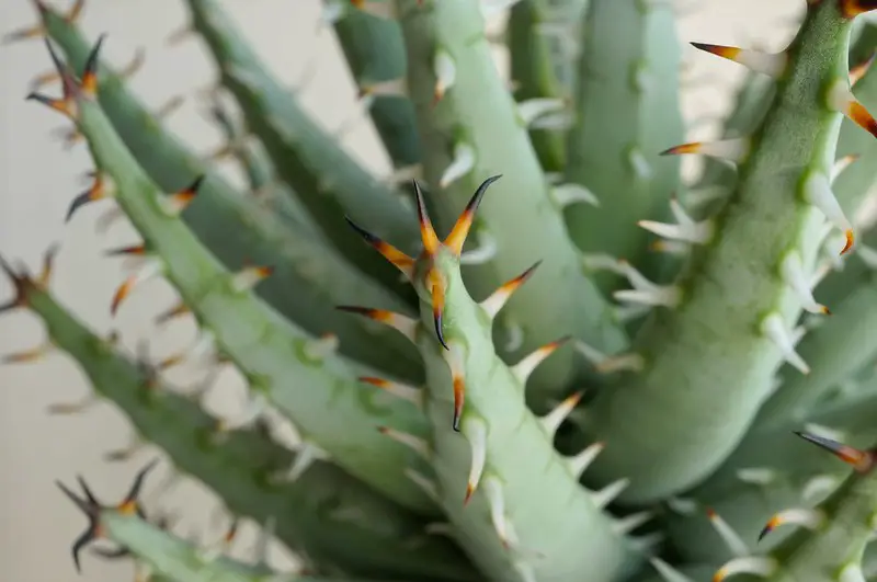 Aloe Erinacea – La Suculenta “Goree”: Una belleza única y resistente Aloe Erinacea – La Suculenta “Goree”: Una belleza única y resistente