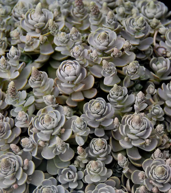 Orostachys boehmeri Orostachys boehmeri