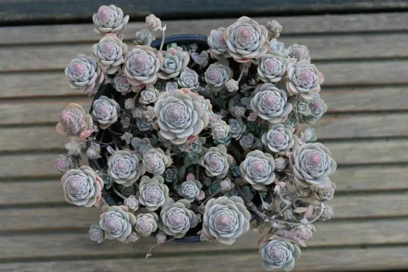 Orostachys boehmeri Orostachys boehmeri