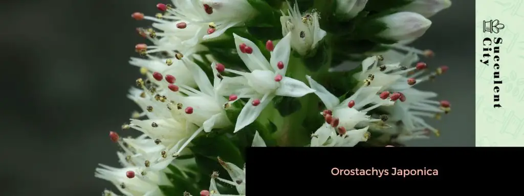 Orostachys boehmeri Orostachys boehmeri