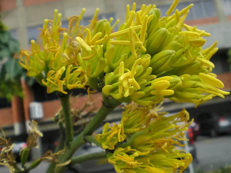 Agave Tequilana (El Agave Azul)