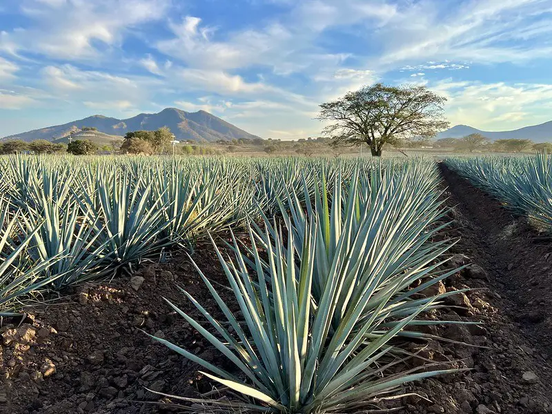 Agave Tequilana (El Agave Azul)