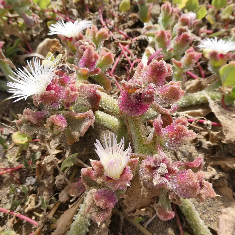 Mesembryanthemum cristalino