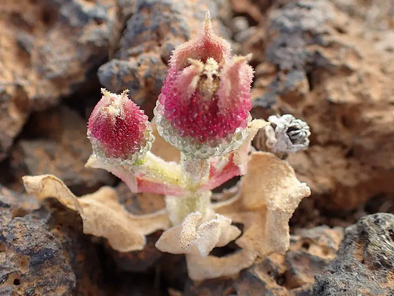 Mesembryanthemum cristalino