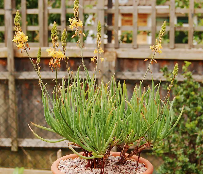 Bulbine Frutescens (El bulbine acechado)