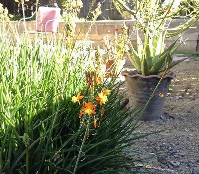 Bulbine Frutescens (El bulbine acechado)