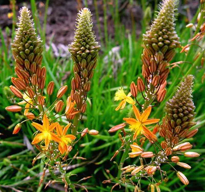 Bulbine Frutescens (El bulbine acechado)