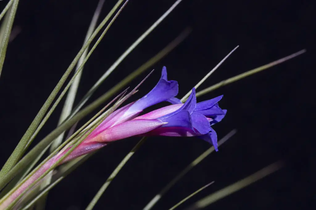 Tillandsia Tenuifolia