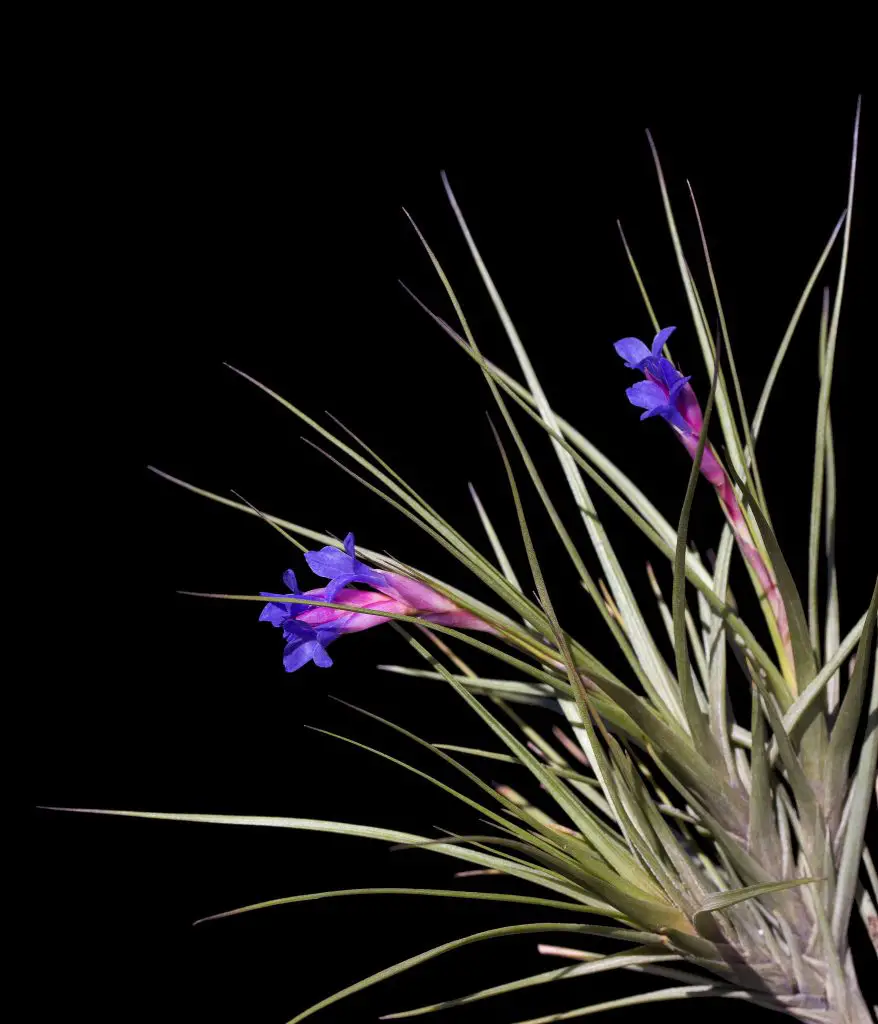 Tillandsia Tenuifolia