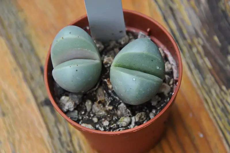 La planta de culito 'Argyroderma Delaetii' (sin. Argyroderma Aureum) La planta de culito 'Argyroderma Delaetii' (sin. Argyroderma Aureum)