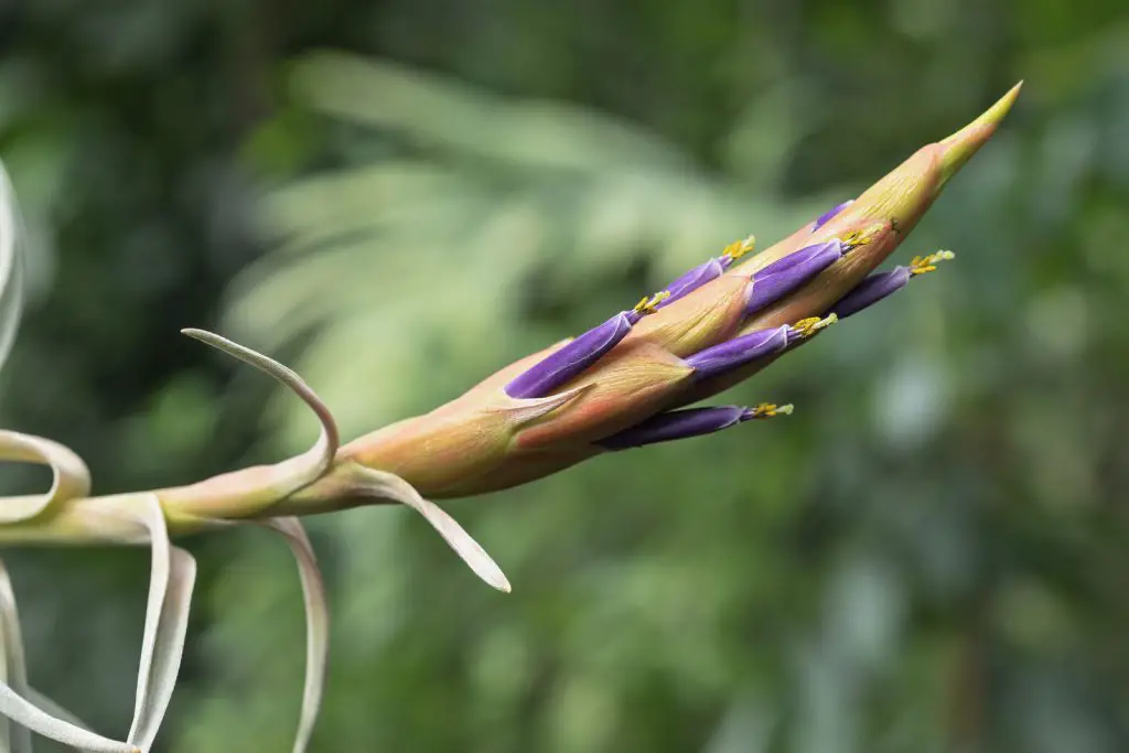 Tillandsia harrisii Tillandsia harrisii