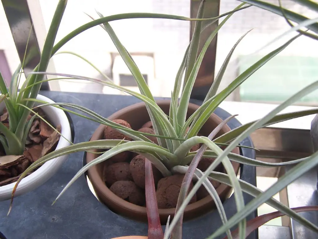 Tillandsia harrisii Tillandsia harrisii