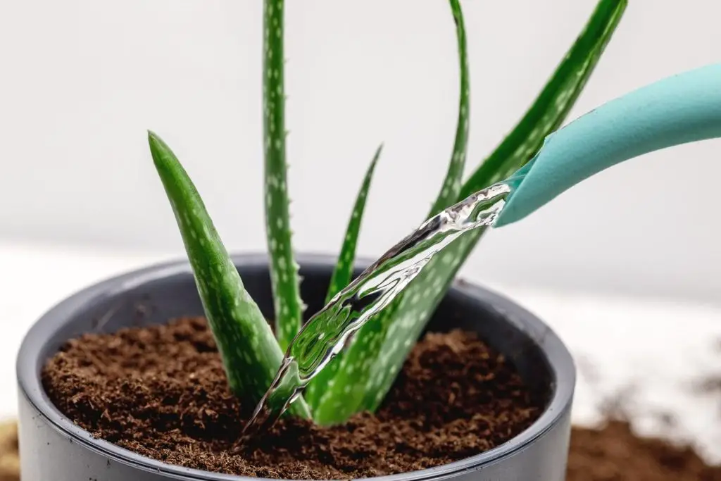 ¿Qué tipo de agua es mejor para las suculentas (agua de lluvia, agua destilada o…)? ¿Qué tipo de agua es mejor para las suculentas (agua de lluvia, agua destilada o…)?