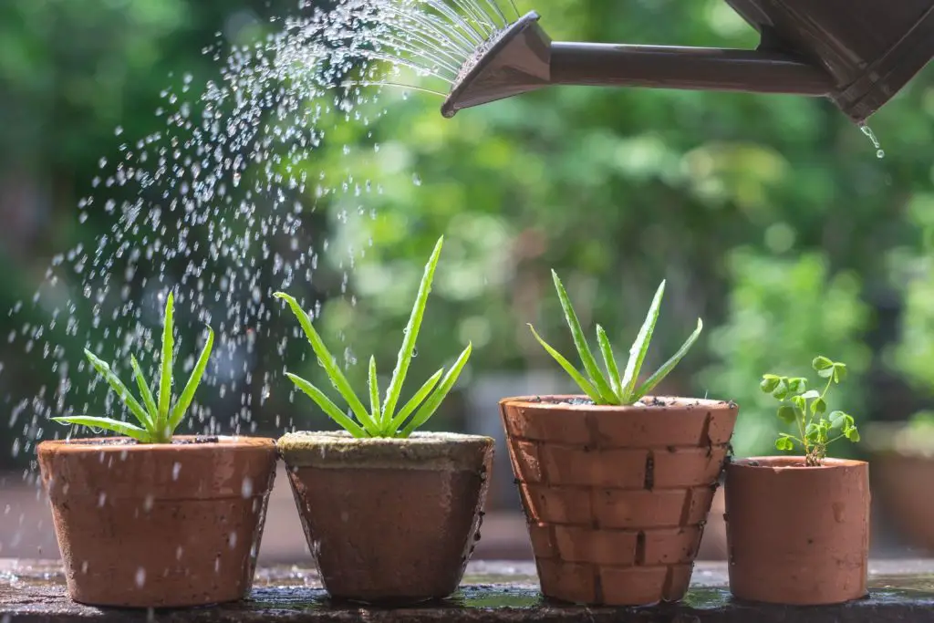 ¿Qué tipo de agua es mejor para las suculentas (agua de lluvia, agua destilada o…)?