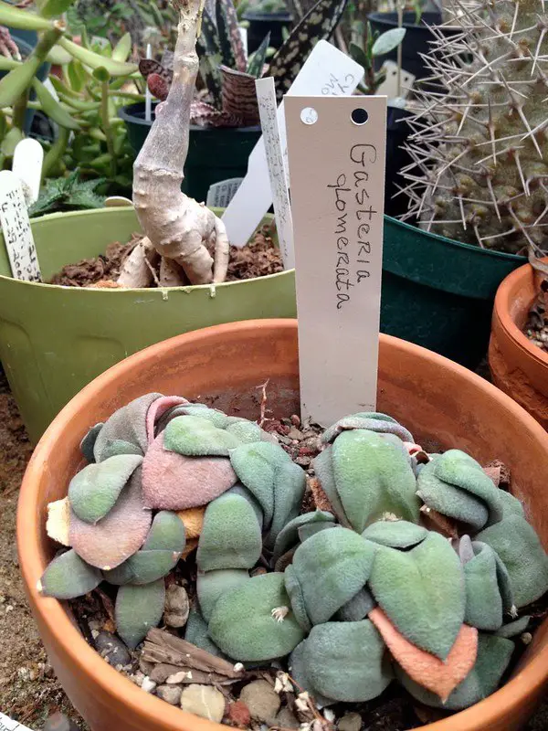 Gasteria Glomerata (La Gasteria Kouga)