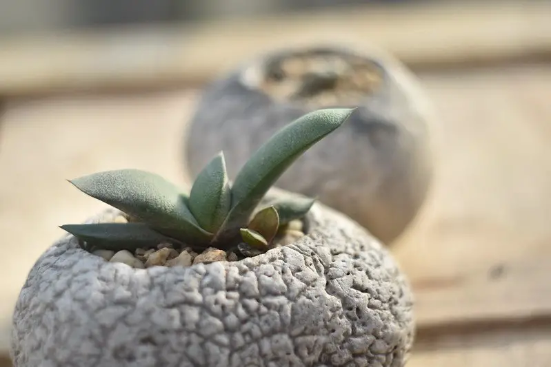 Gasteria Glomerata (La Gasteria Kouga)