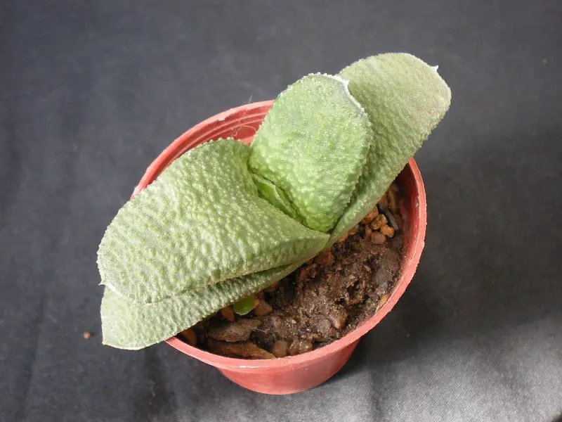 Gasteria Glomerata (La Gasteria Kouga)