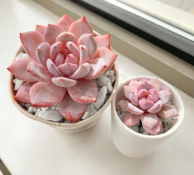 Echeveria Monroe