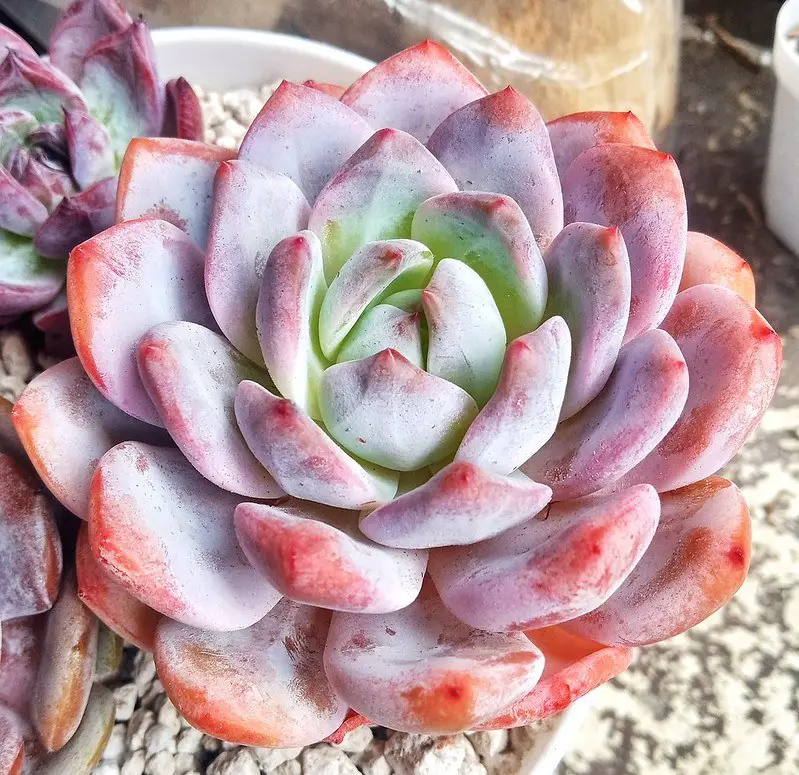 Echeveria Monroe