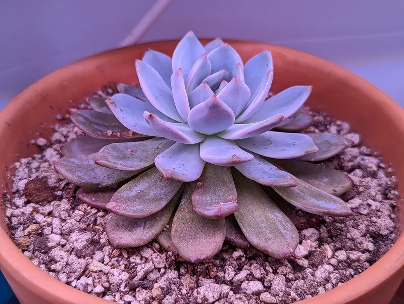 Echeveria Monroe