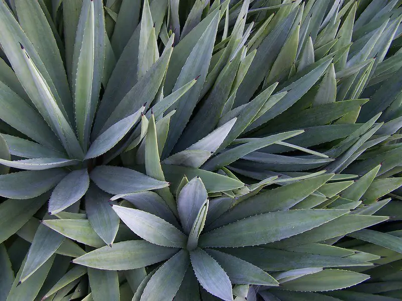 La planta de agave caribeño 'Agave Angustifolia' La planta de agave caribeño 'Agave Angustifolia'