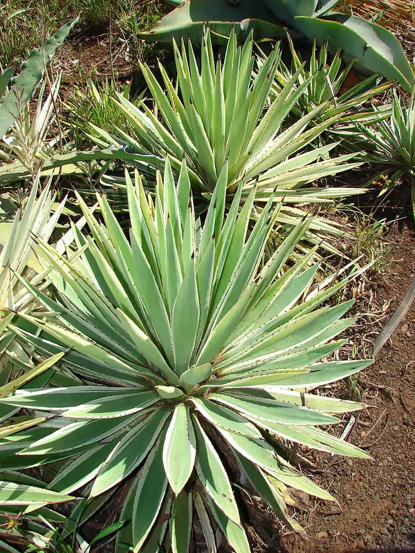 La planta de agave caribeño 'Agave Angustifolia' La planta de agave caribeño 'Agave Angustifolia'