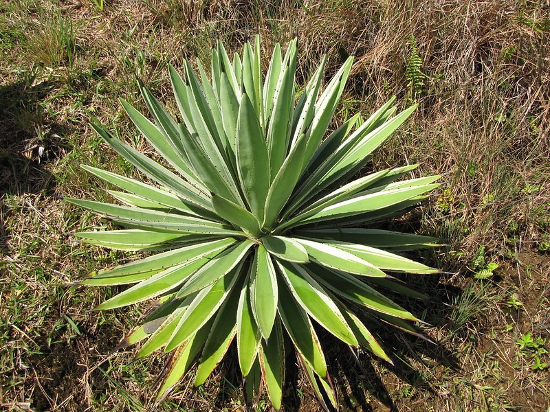 La planta de agave caribeño 'Agave Angustifolia'