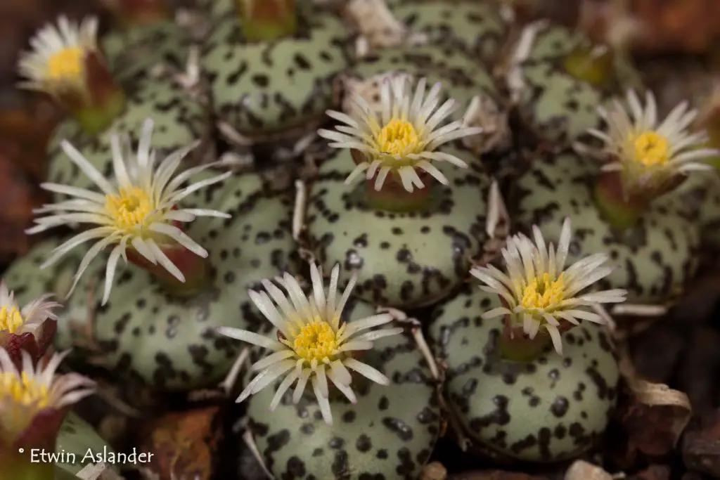 La suculenta enana “Conophytum Obcordellum”