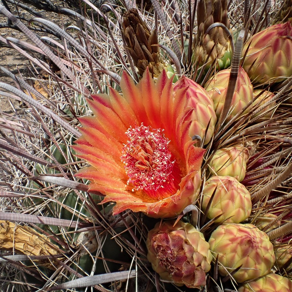 Ferocactus Wislizeni (Cactus barril anzuelo)