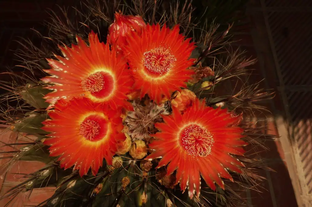 Ferocactus Wislizeni (Cactus barril anzuelo) Ferocactus Wislizeni (Cactus barril anzuelo)