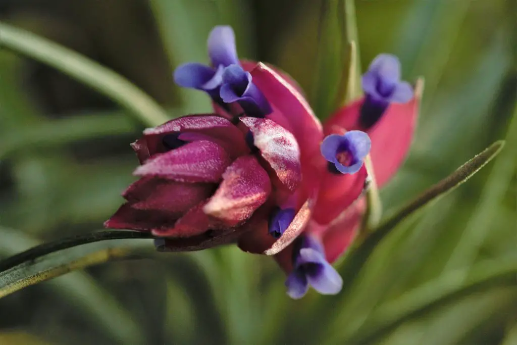 Tillandsia estricta