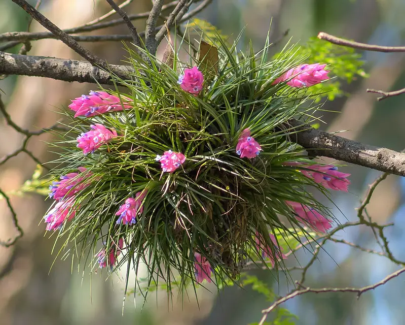 Tillandsia estricta