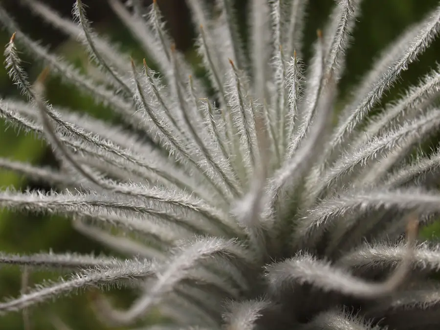 Tillandsia Tectorum (La planta de aire del techo)