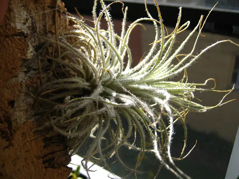 Tillandsia Tectorum (La planta de aire del techo) Tillandsia Tectorum (La planta de aire del techo)