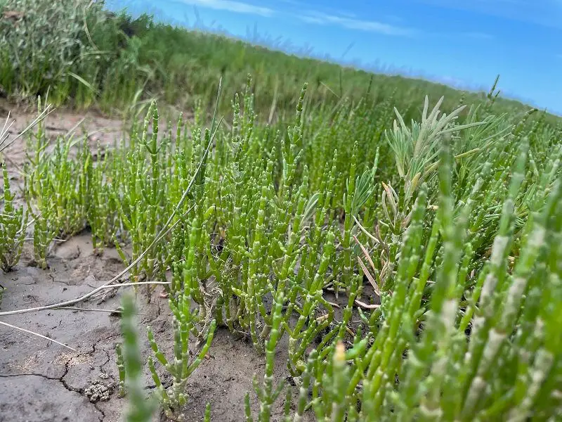 La planta samphire 'Salicornia Herbacea'