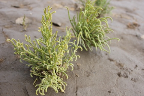 La planta samphire 'Salicornia Herbacea'