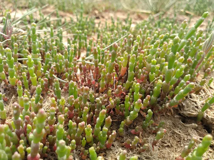 La planta samphire 'Salicornia Herbacea'