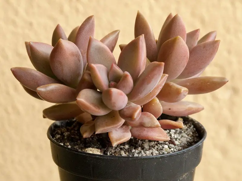 bronce graptosedum