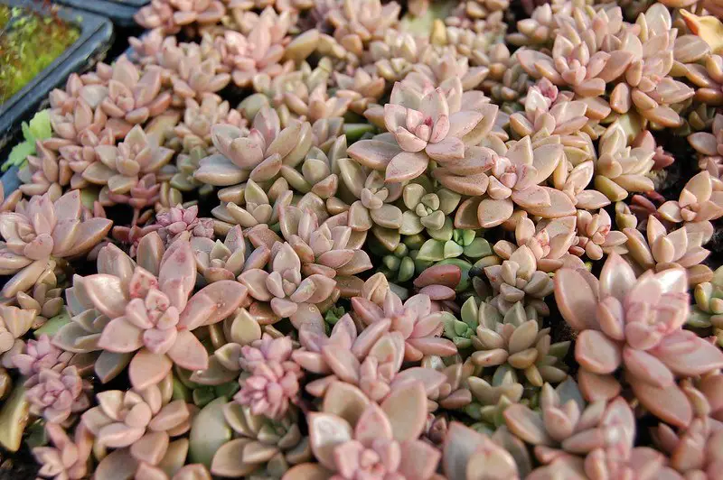 bronce graptosedum