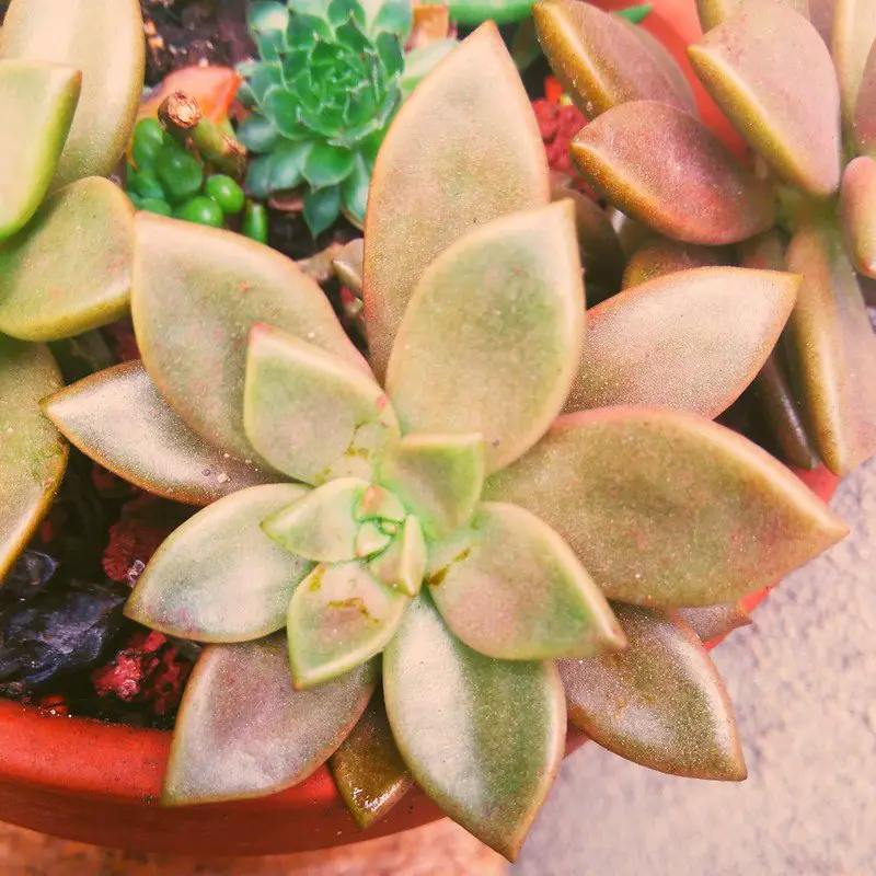 bronce graptosedum