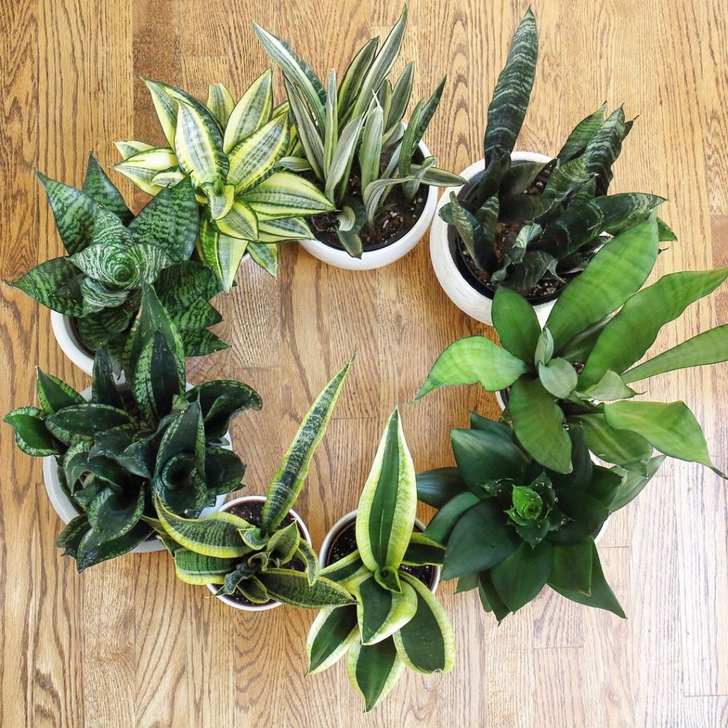 Sansevieria Coral Negro Sansevieria Coral Negro